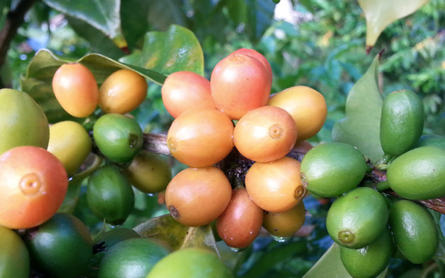 Pink Bourbon cherries