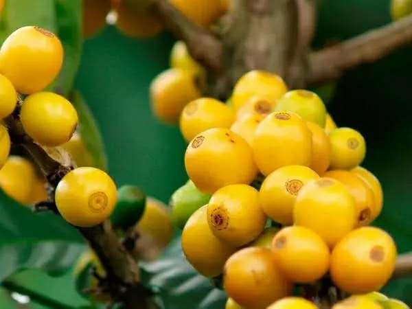 Yellow Bourbon cherries