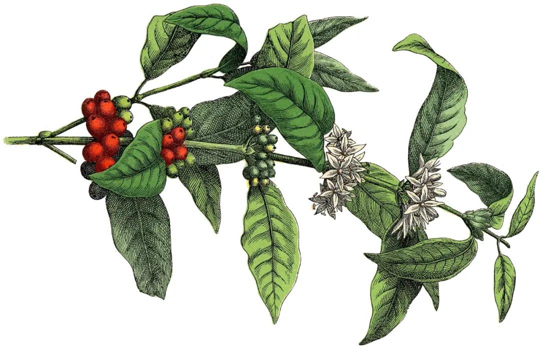 Dutch coffee cultivation