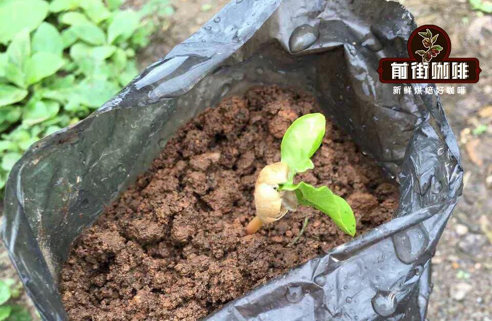 Coffee seedling cultivation
