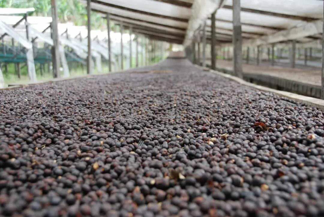 Raised bed coffee drying