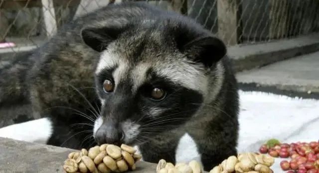 Civet cat in natural habitat