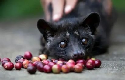 Civet coffee beans processing