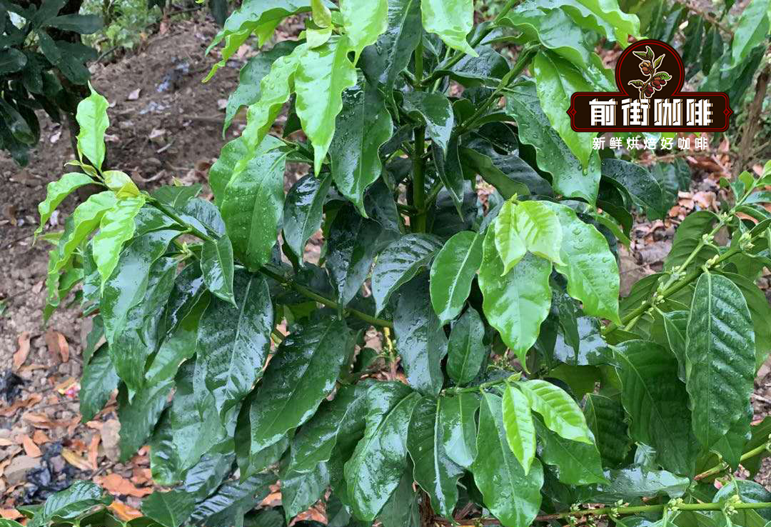 Pu'er coffee plantation