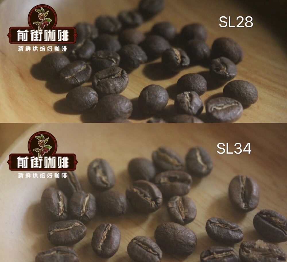 SL34 Coffee Beans