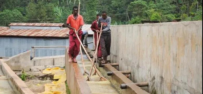 K72 Coffee Processing Method