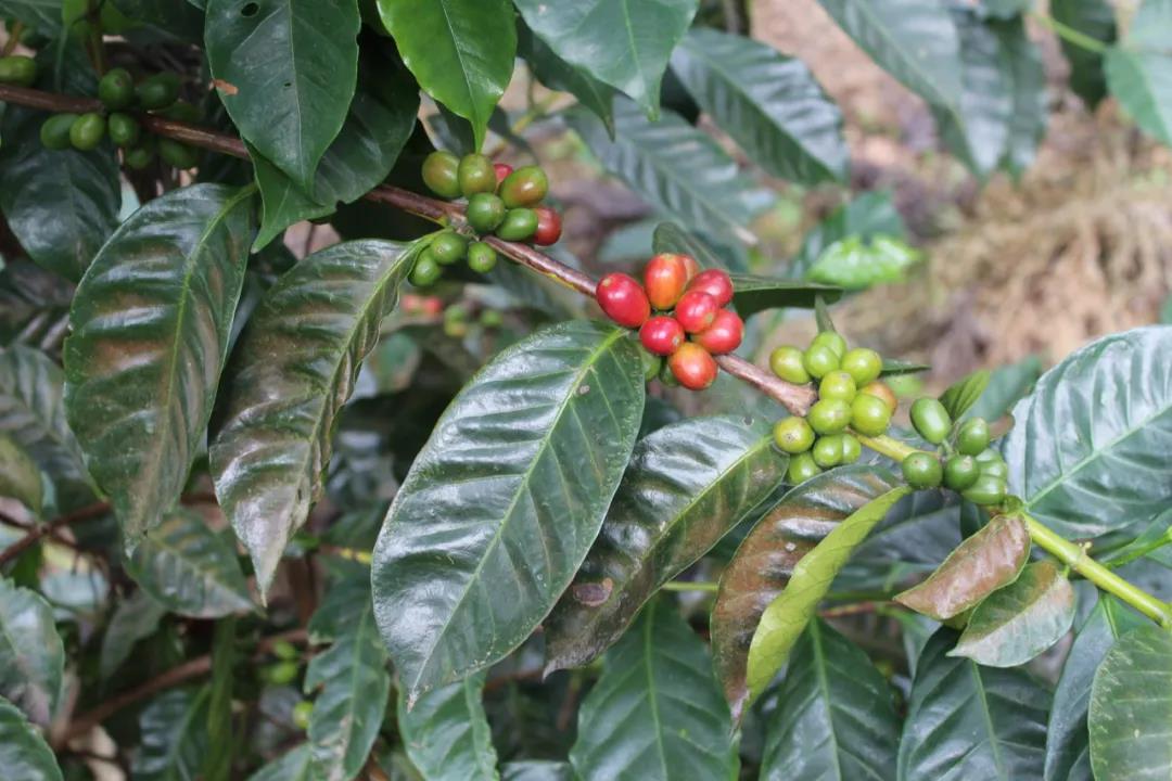 Geisha coffee origin