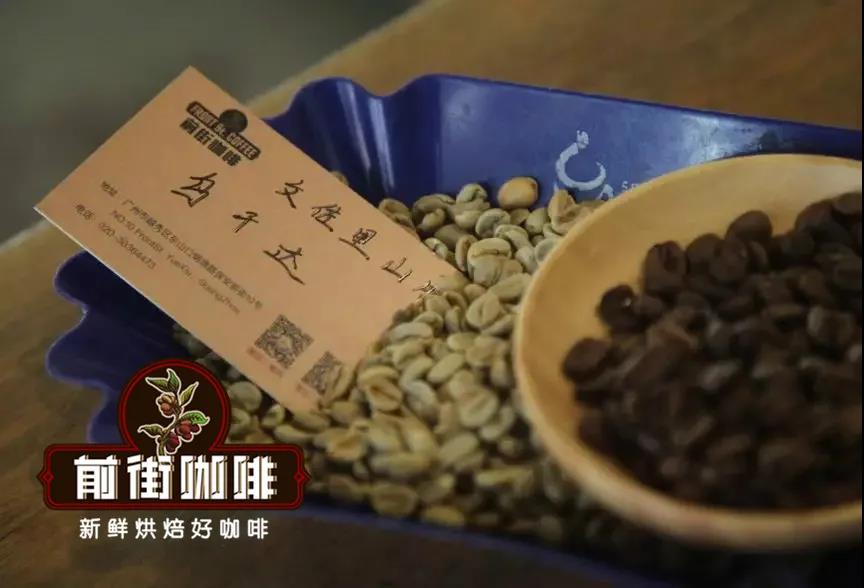 Coffee growing on Rwenzori Mountains slopes