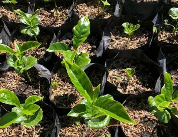 Bajo Mono farm landscape