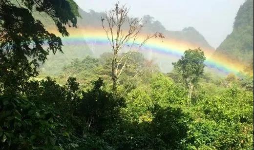 Introduction to Panama Boquete Geisha Coffee - Finca Don Benjie Anaerobic Natural Geisha Brewing Flavor