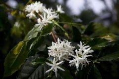 Honey Processed Geisha Coffee Beans - Panama Boquete Region Honey Processed Geisha Pour-Over Brewing Ratios