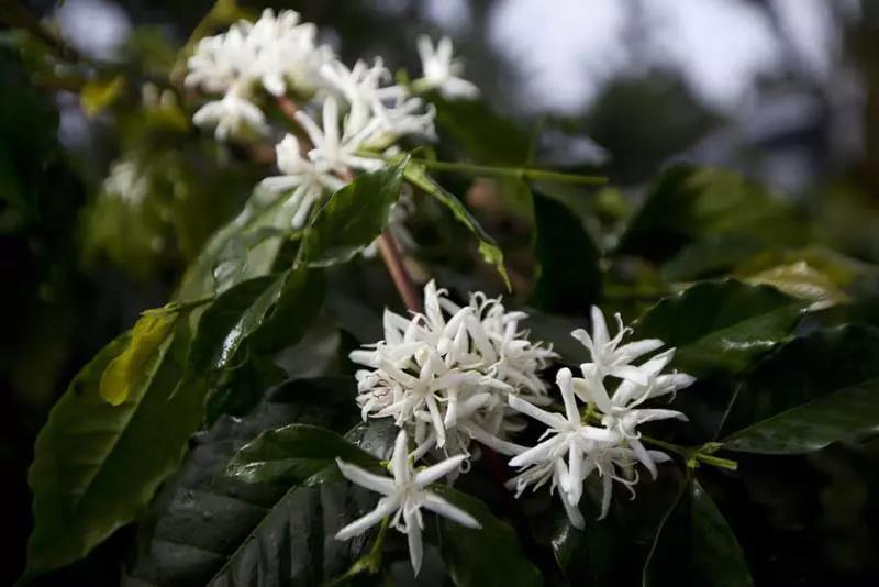 Boquete coffee growing region landscape