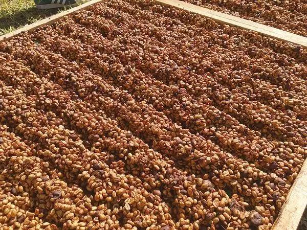 Coffee beans during honey processing