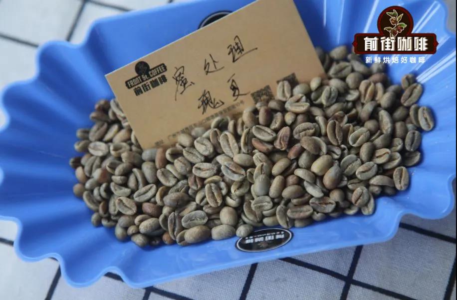 Geisha coffee beans on branch