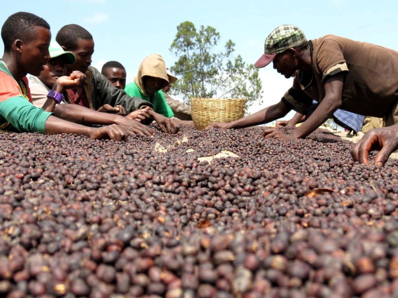 FrontStreet Coffee Panama Jenson Geisha