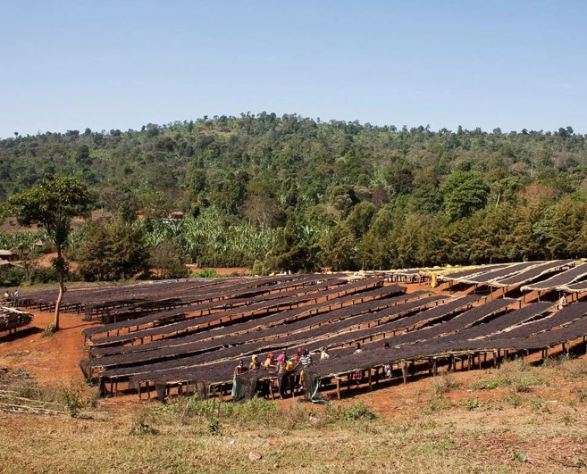 Raised bed coffee drying process