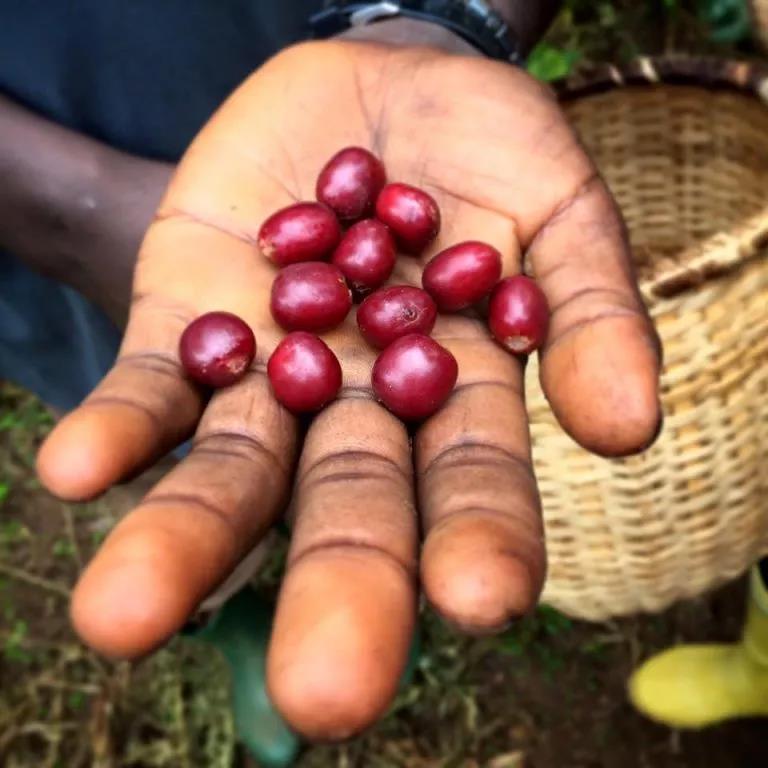 Ninety+ Chelan Coffee beans