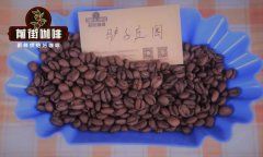 How to Brew Panama El Burro Estate Natural Geisha Coffee Beans for Best Flavor?