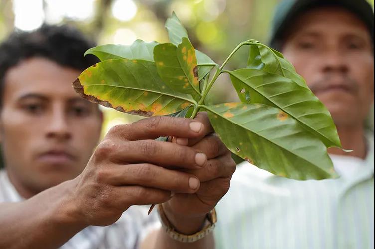 Coffee Leaf Rust Symptoms