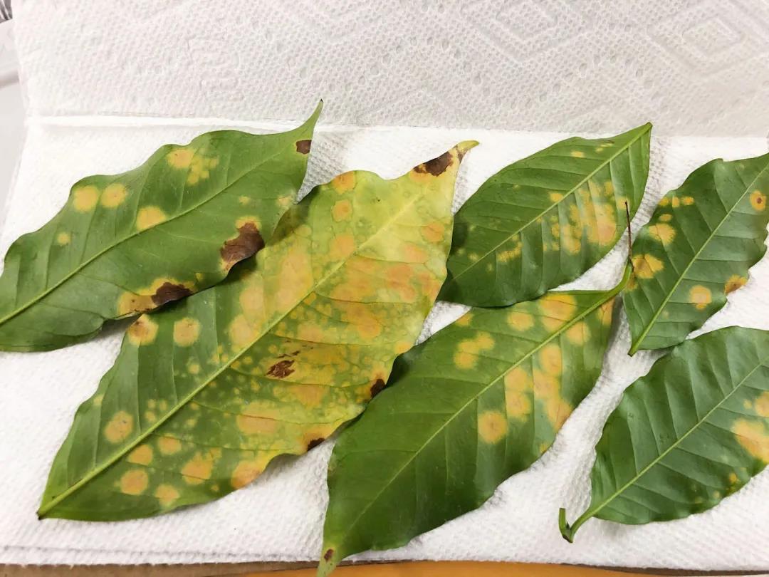 Coffee Leaf Rust Disease Progression
