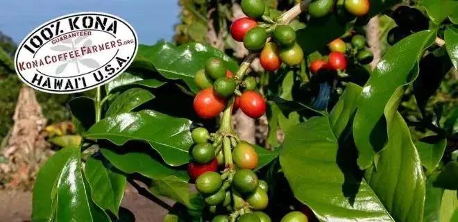 Typica Coffee Beans