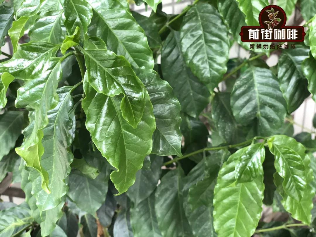 Catimor coffee beans