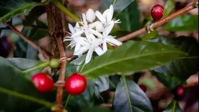 Janson Farm landscape