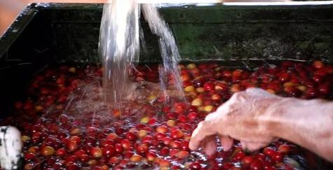 Brazilian coffee processing methods diagram