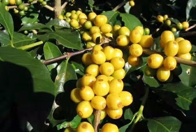 Red Bourbon and Yellow Bourbon coffee cherries comparison