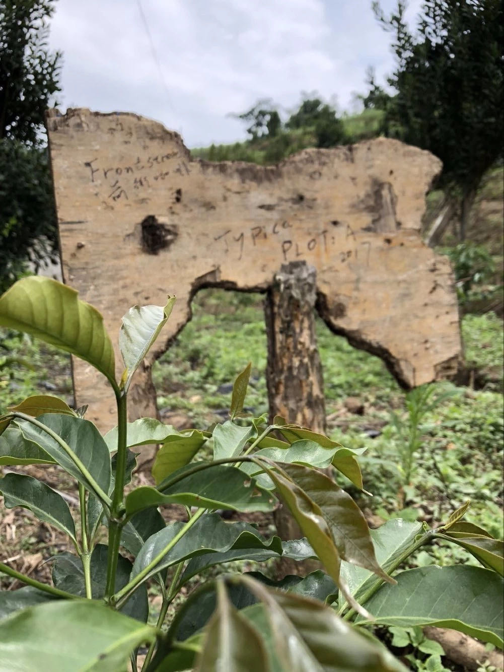 FrontStreet Coffee Yunnan plantation Typica variety