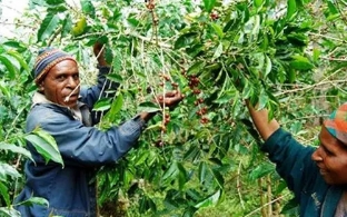 Blawan Estate coffee beans