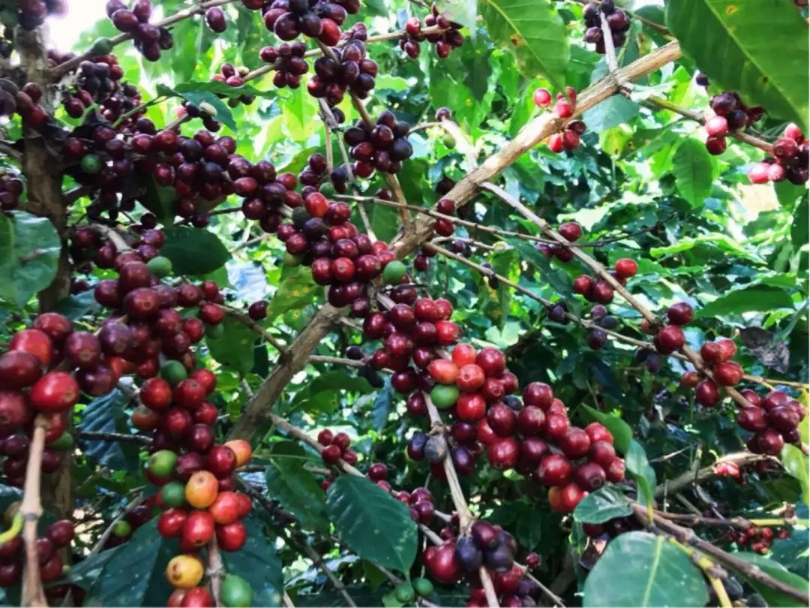 Coffee washing process