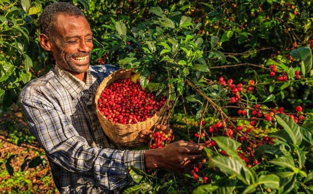 Ethiopian heirloom coffee plants