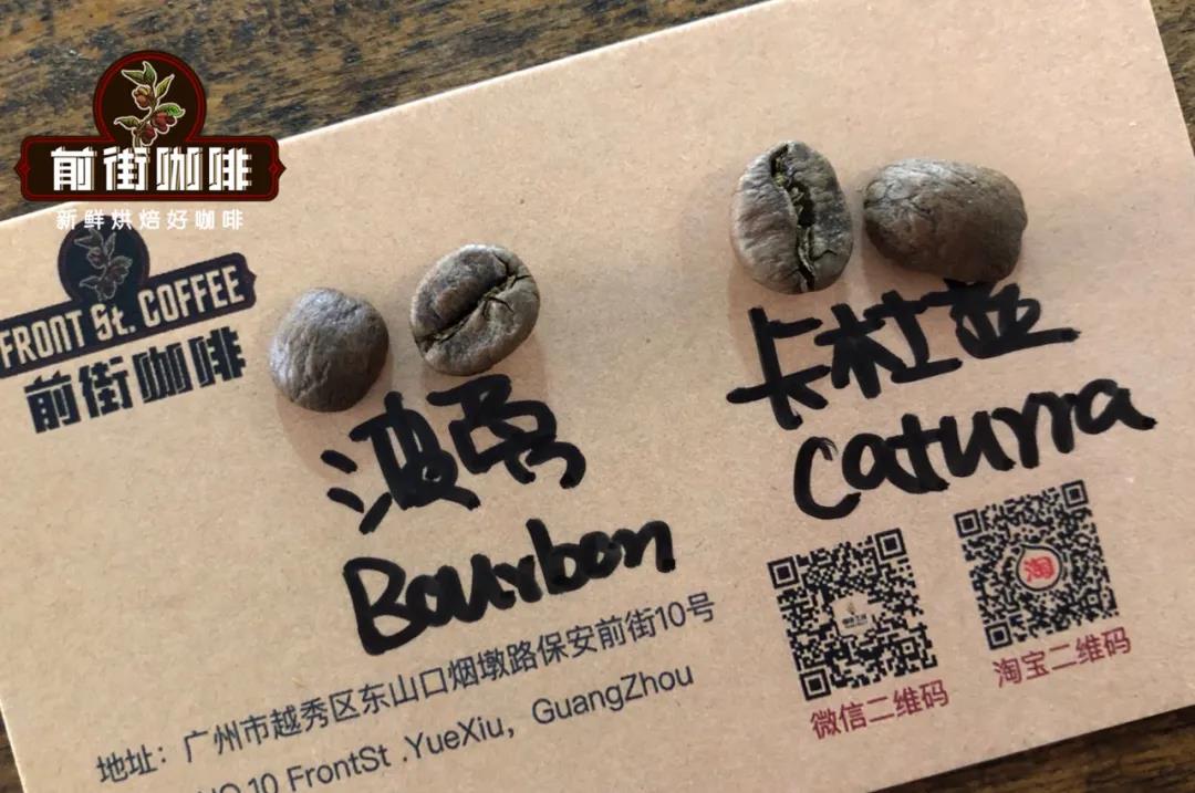 Bourbon and Caturra coffee beans