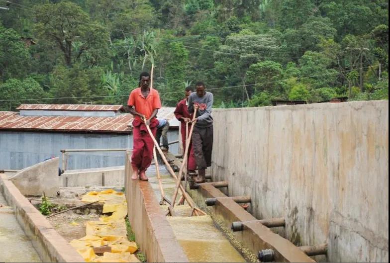 Ethiopian Heirloom Coffee Beans