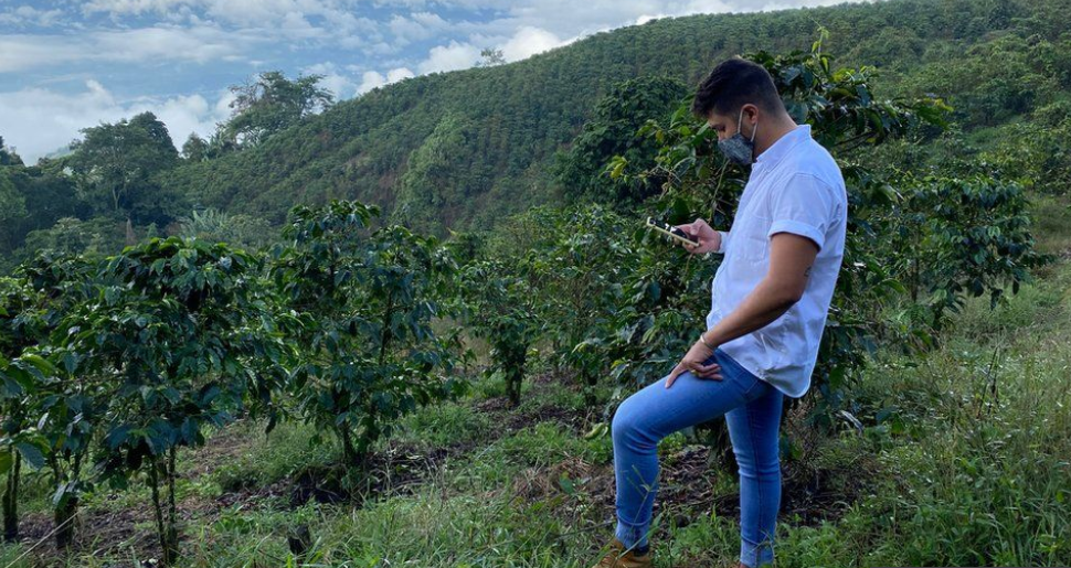 Colombian coffee harvesters working in the fields