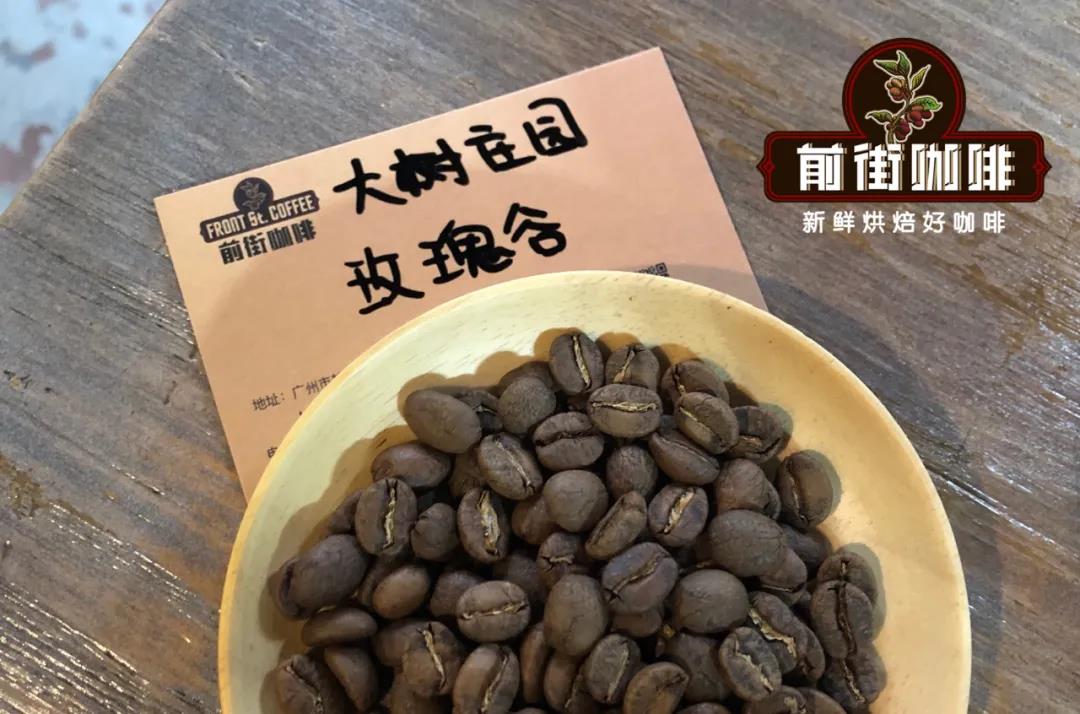 Coffee trees at Finca El Arbol