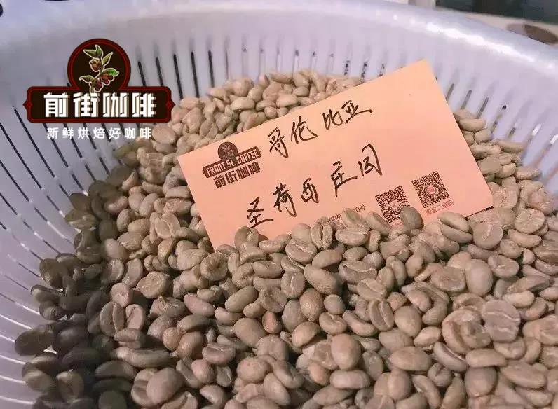 Castillo Coffee Plant