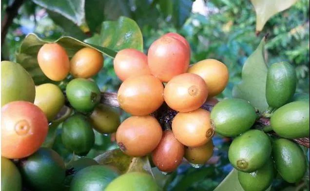 Pink Bourbon Coffee Production