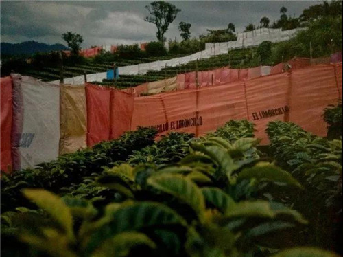 Coffee Experimental Station