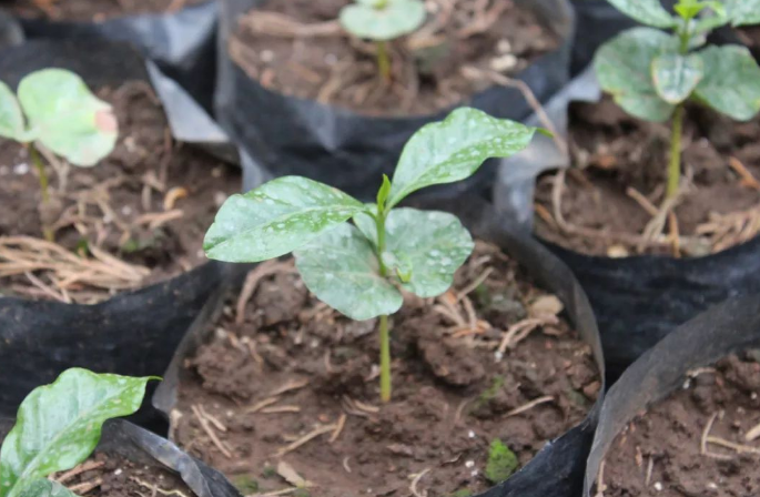 Java Coffee Seedlings