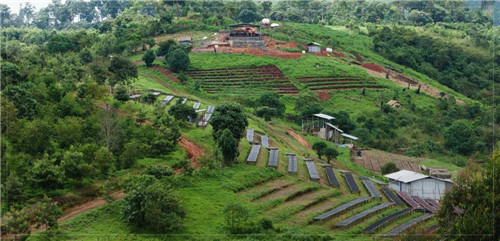 Gesha Village Coffee Varieties