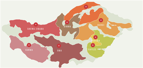 What Grade is Gesha Village Gold Label Gesha? Flavor Characteristics of Ethiopian Gold Label Gesha Coffee Beans