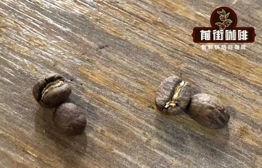 Peaberry vs Flat Beans Comparison