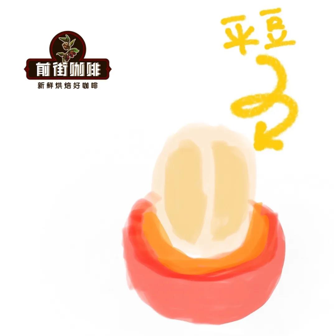 Coffee Cherry Structure Diagram