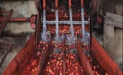 Natural coffee processing