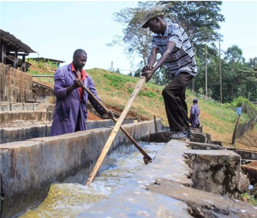 Pulped natural processing