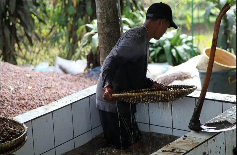 Wet hulling coffee processing