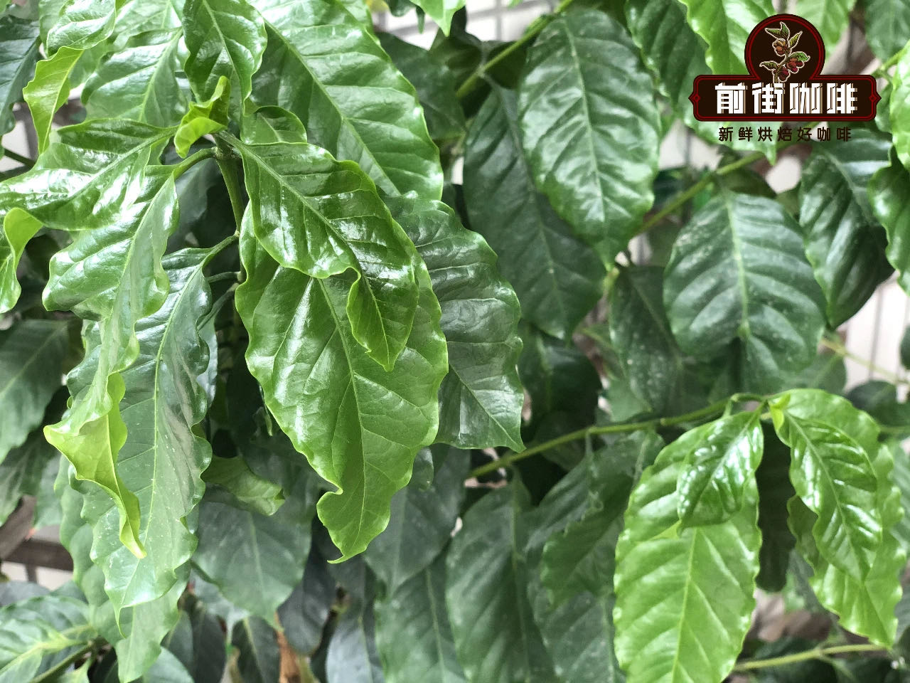 Catimor coffee beans