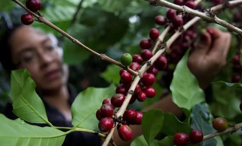 Coffee harvesting workers